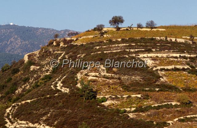 chypre 12.JPG - Paysage du TroodosVignobles et vue sur le mont OlympeChypre